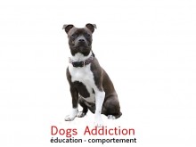 Dogs Addiction - éducation & comportement canin