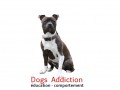 Dogs Addiction - éducation & comportement canin